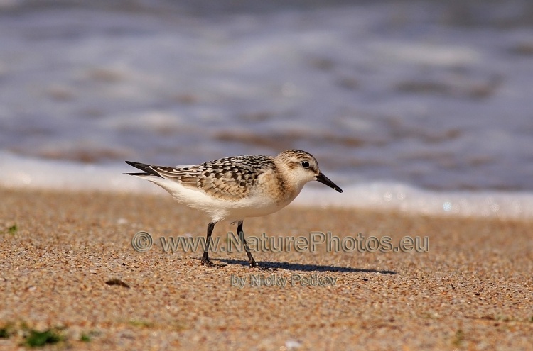 WildLife Photos of Birds, Waders, Sanderling, Calidris alba